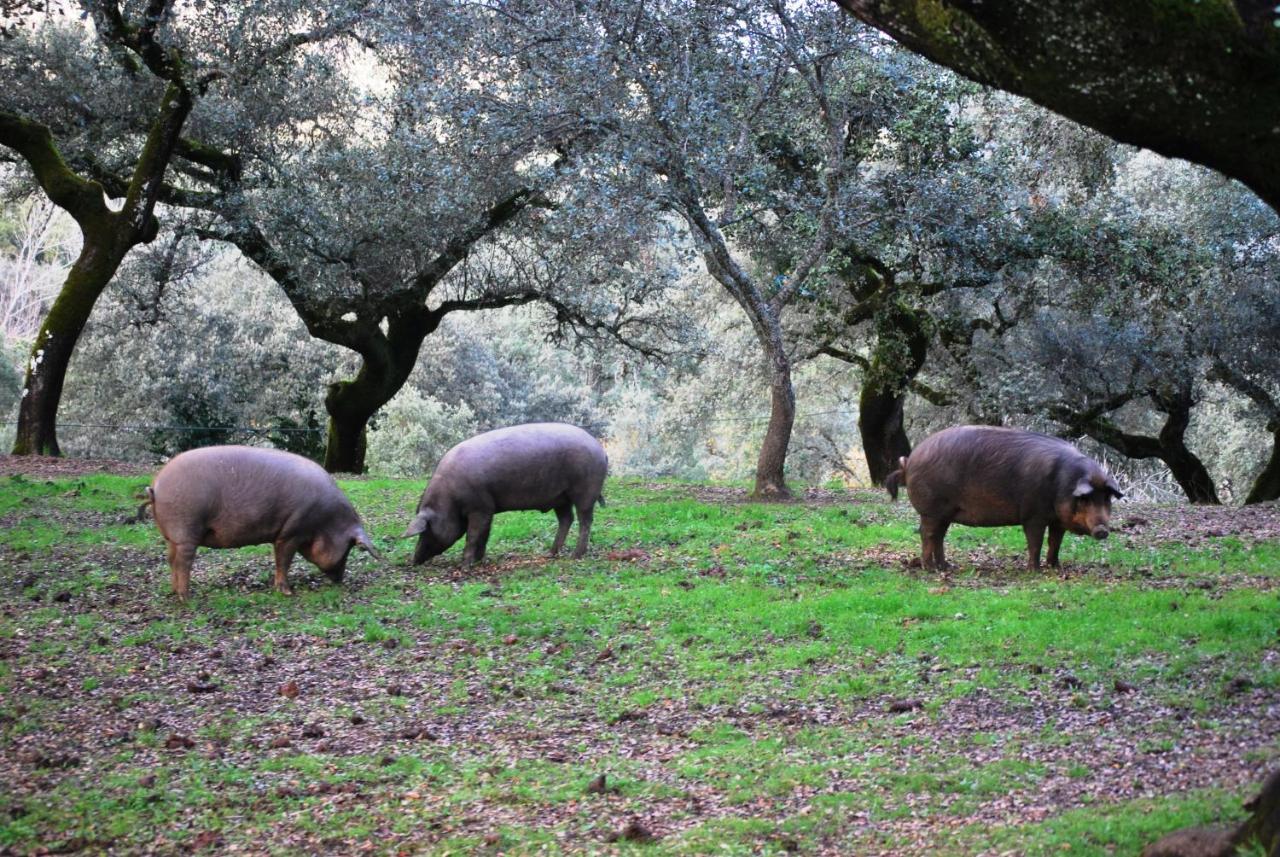 El Alojamiento Rural De Peter Aracena Exteriér fotografie